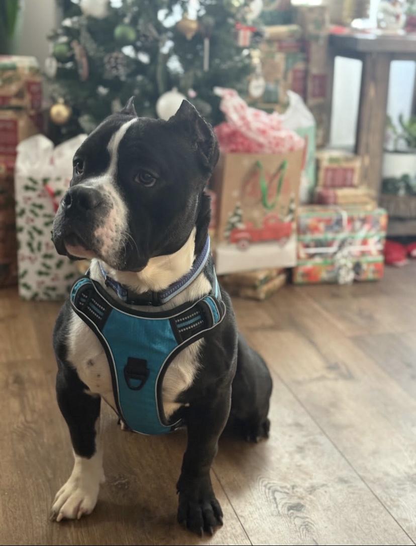 Enlarge Dixon, a ADOPTABLE mixed breed in Philadelphia, PA image 6/6