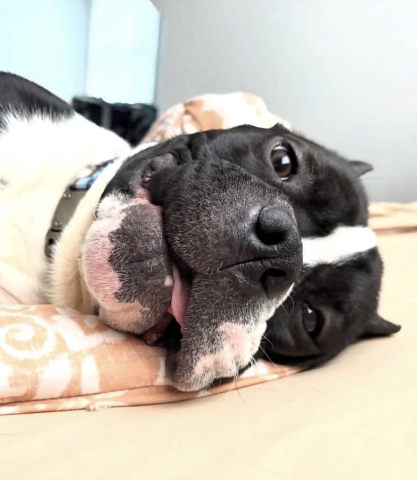 Enlarge Dixon, a ADOPTABLE mixed breed in Philadelphia, PA image 2/6