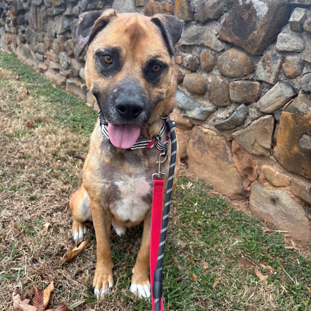 Bear, Adoptable, Adult Male Mixed Breed.