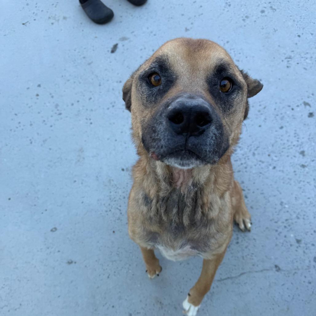 Enlarge Bear, a Adoptable Mixed Breed in Winston-Salem, NC image 1/5