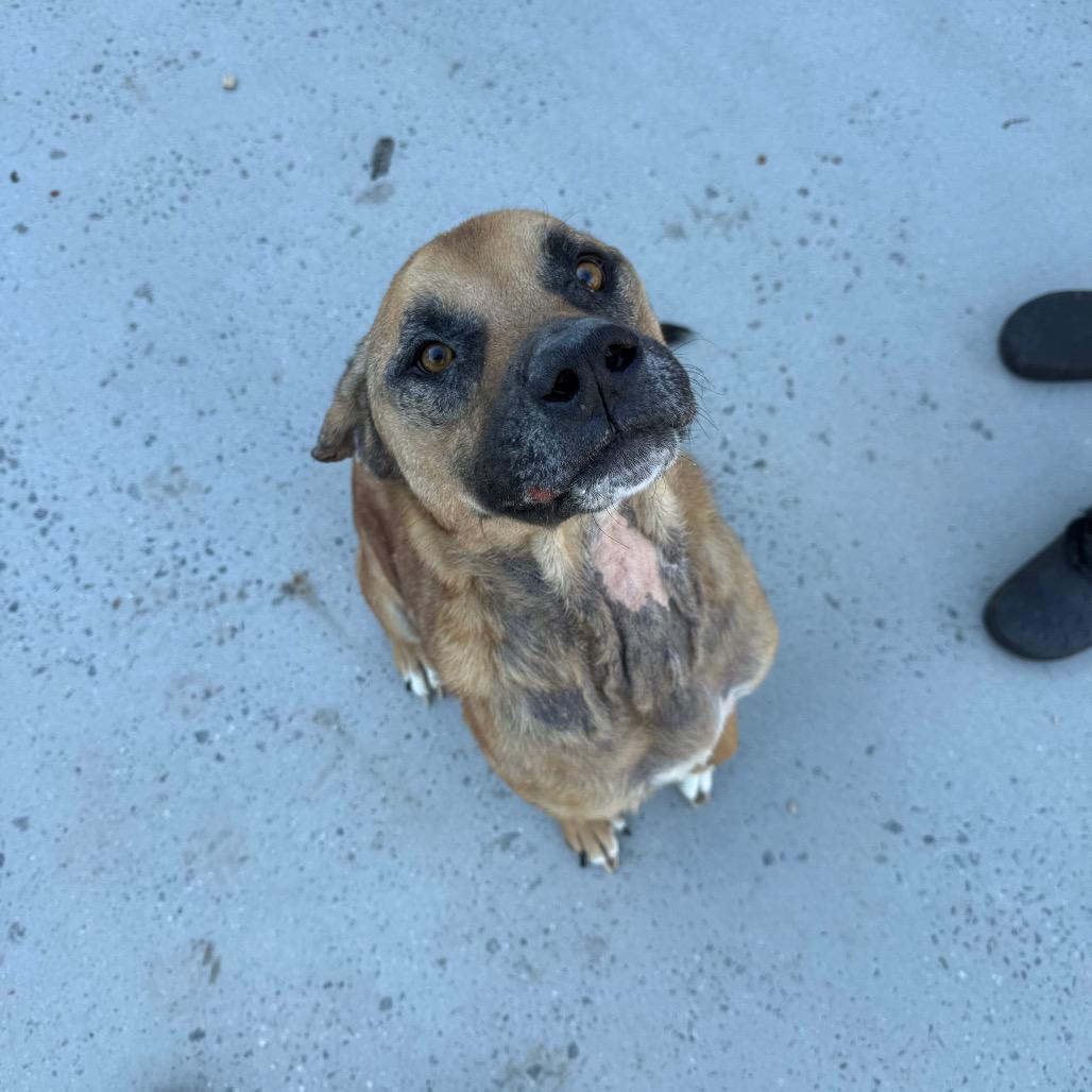 Enlarge Bear, a Adoptable Mixed Breed in Winston-Salem, NC image 2/5