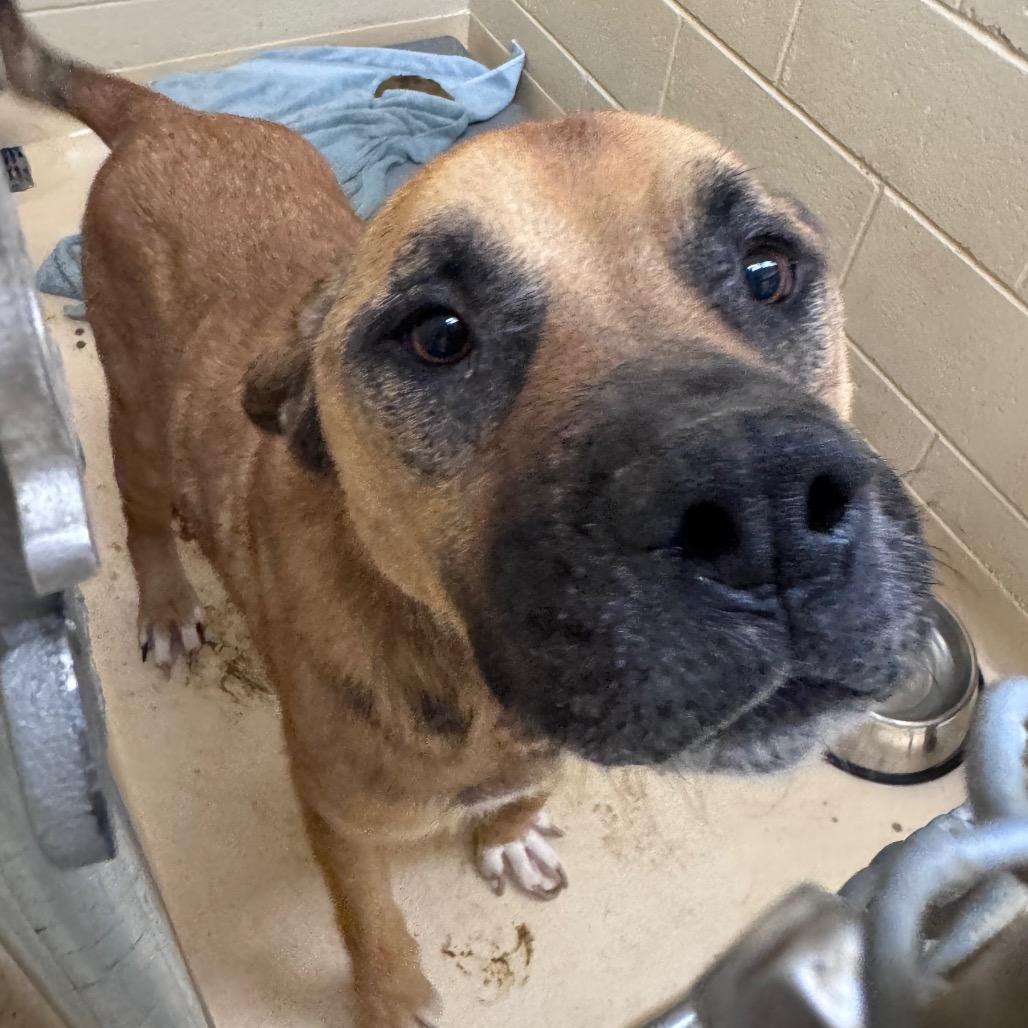 Enlarge Bear, a Adoptable Mixed Breed in Winston-Salem, NC image 3/5