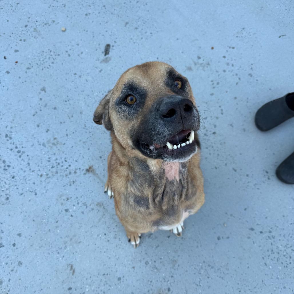 Enlarge Bear, a Adoptable Mixed Breed in Winston-Salem, NC image 4/5