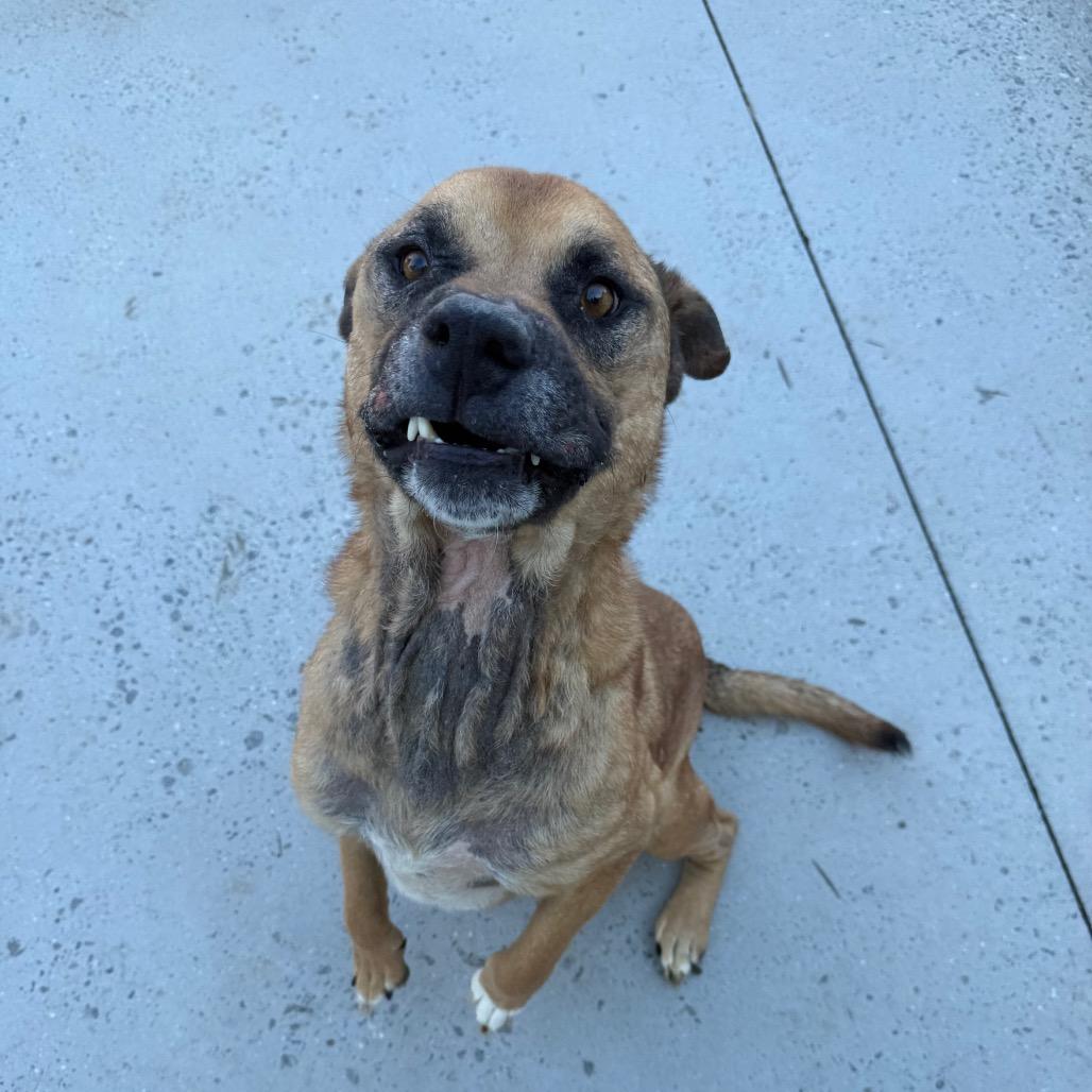 Enlarge Bear, a Adoptable Mixed Breed in Winston-Salem, NC image 5/5
