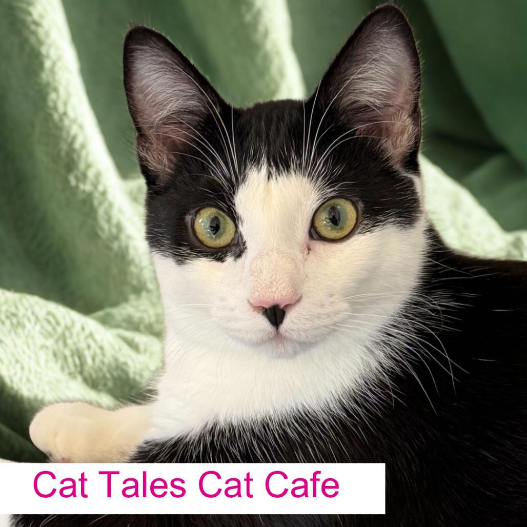 Enlarge Puddles, a Adoptable Domestic Short Hair in Chapel Hill, NC image 1/4