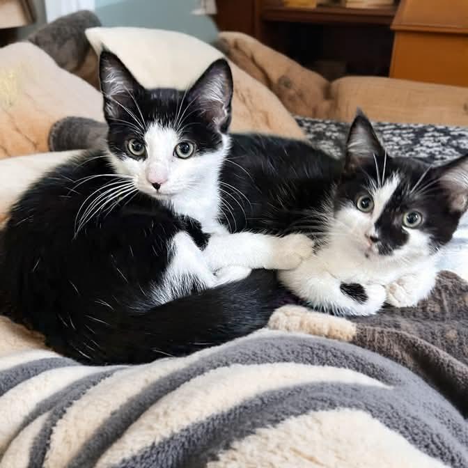 Enlarge Puddles, a Adoptable Domestic Short Hair in Chapel Hill, NC image 3/4