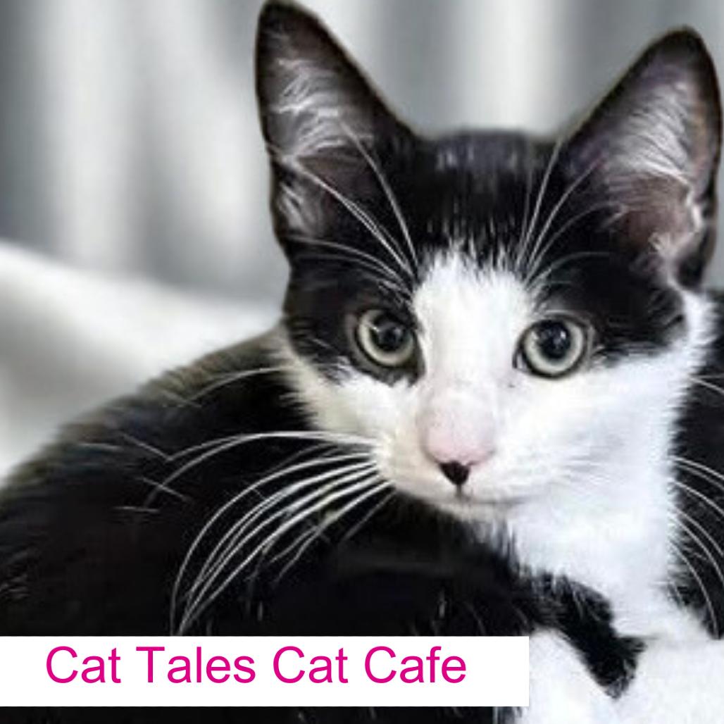 Enlarge Puddles, a Adoptable Domestic Short Hair in Chapel Hill, NC image 4/4