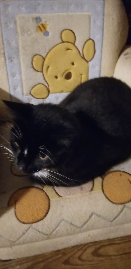 Pheonix - RICHMOND, IN, Adoptable, Young Female Tuxedo.