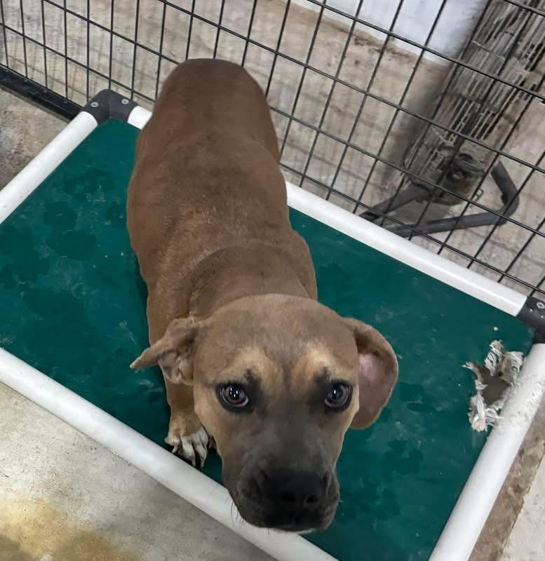 Enlarge Betty - Pull Fee Sponsored, a Adoptable mixed breed in St Henry, OH image 1/1