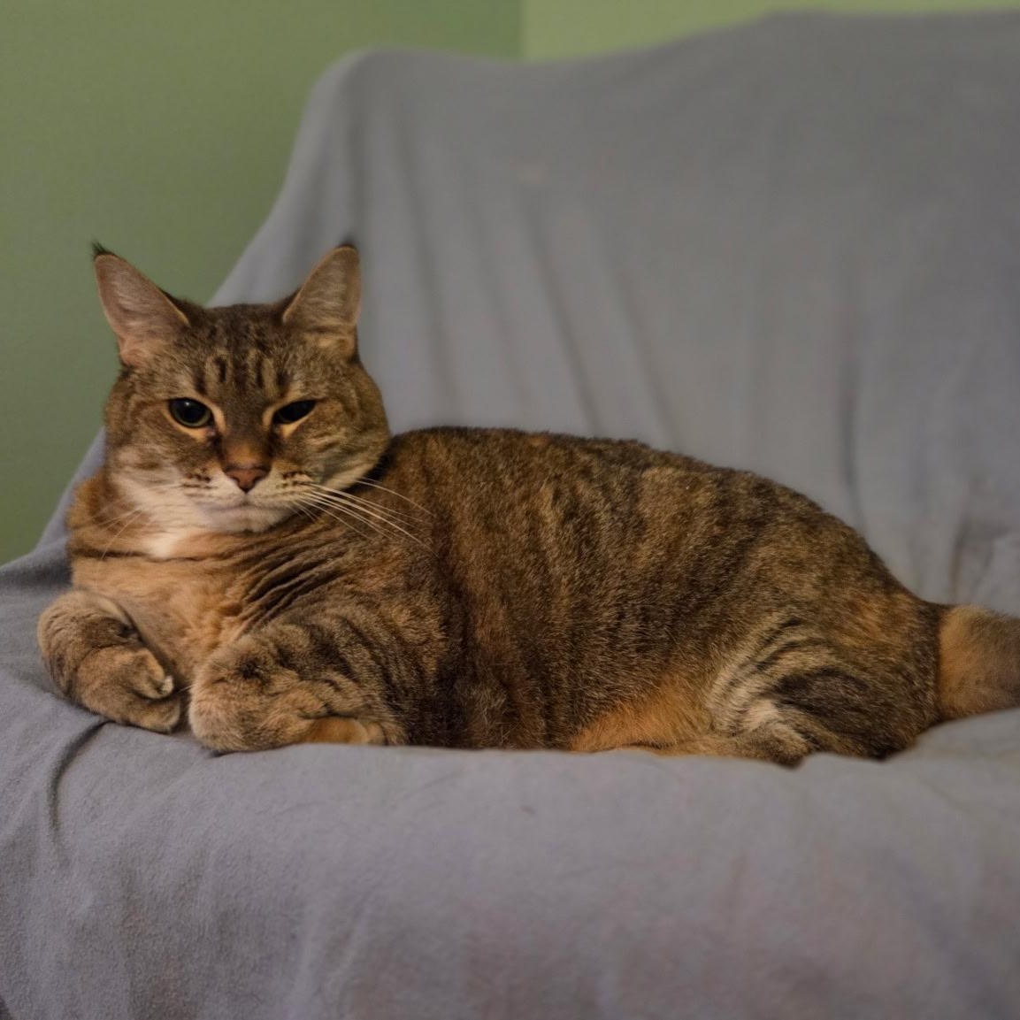 Enlarge Brady, a ADOPTABLE Domestic Short Hair in Newburgh, NY image 2/6