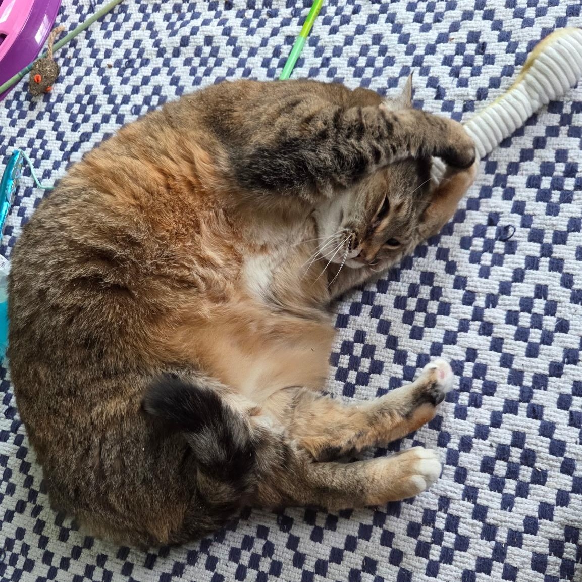 Enlarge Brady, a ADOPTABLE Domestic Short Hair in Newburgh, NY image 6/6