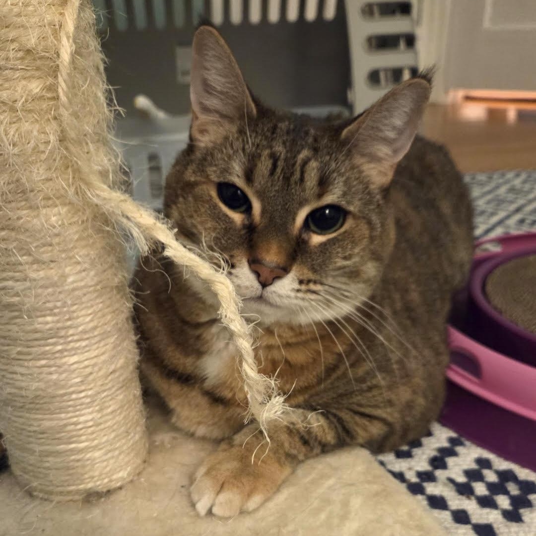 Enlarge Brady, a ADOPTABLE Domestic Short Hair in Newburgh, NY image 4/6