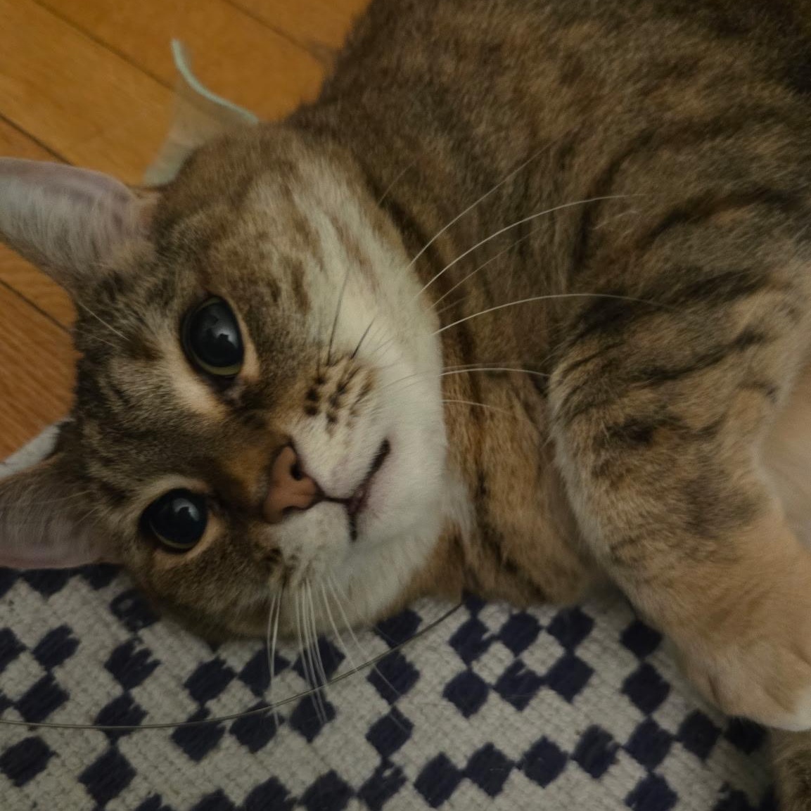 Enlarge Brady, a ADOPTABLE Domestic Short Hair in Newburgh, NY image 3/6