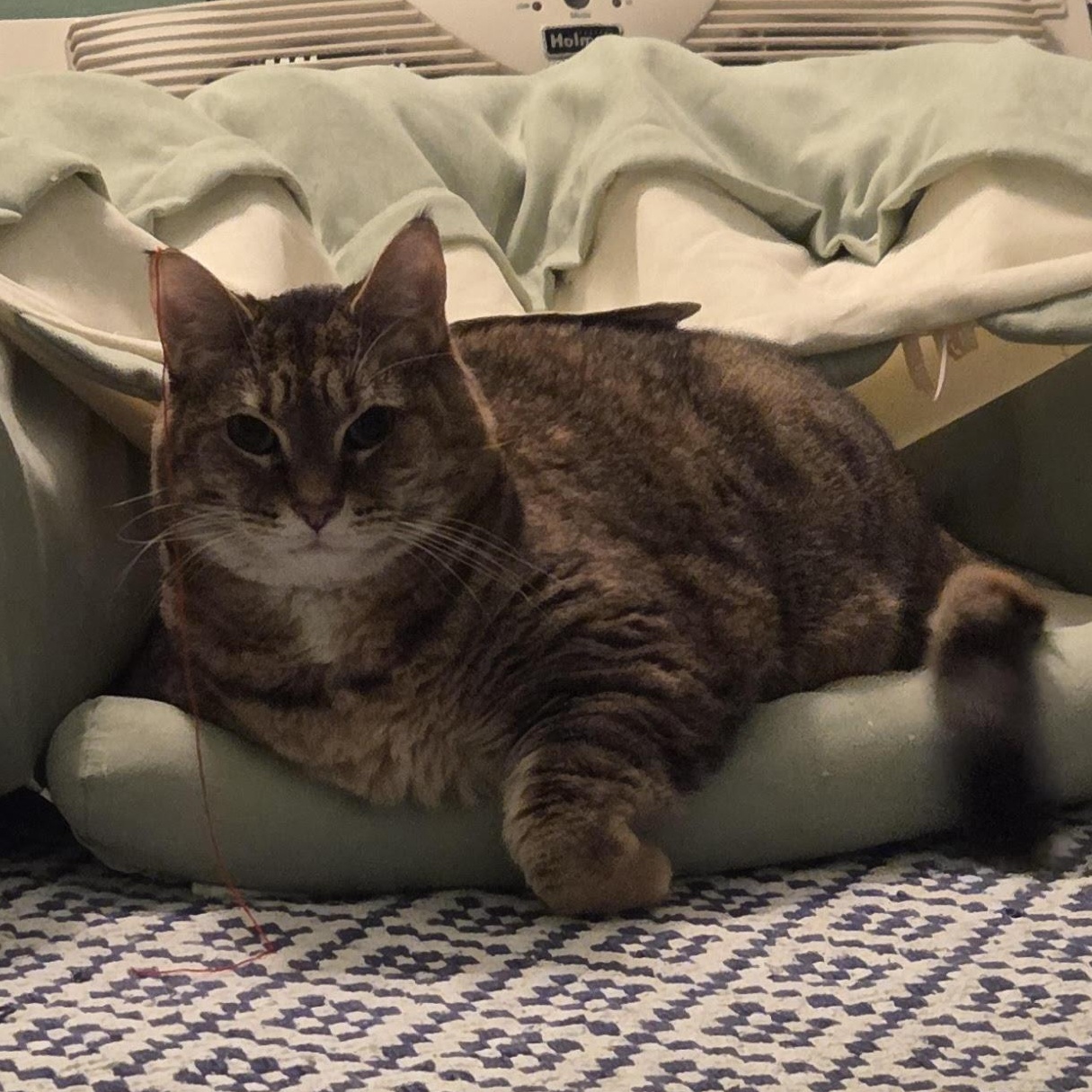 Enlarge Brady, a ADOPTABLE Domestic Short Hair in Newburgh, NY image 5/6