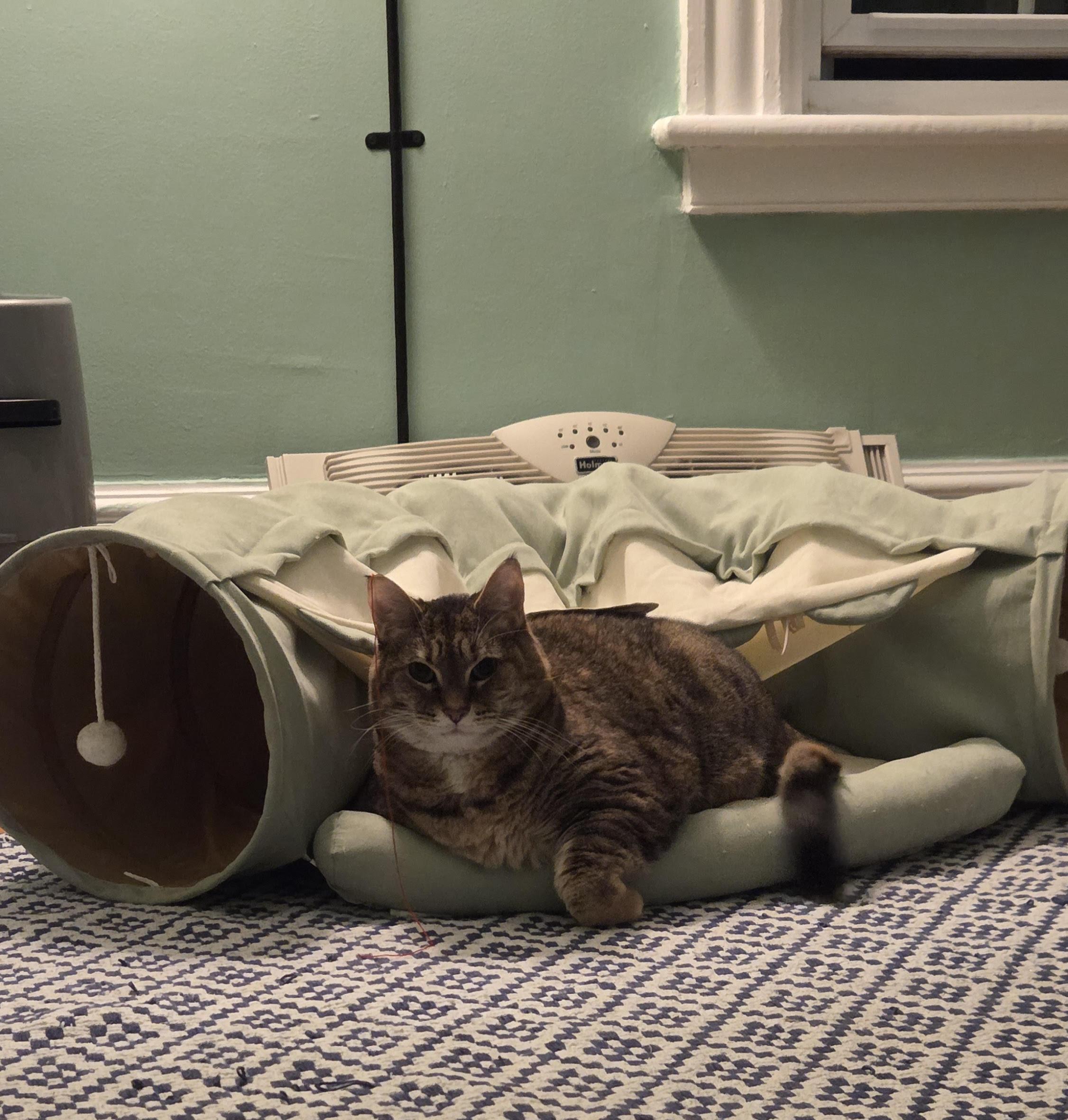 Brady, a ADOPTABLE Domestic Short Hair in Newburgh, NY image 2/3