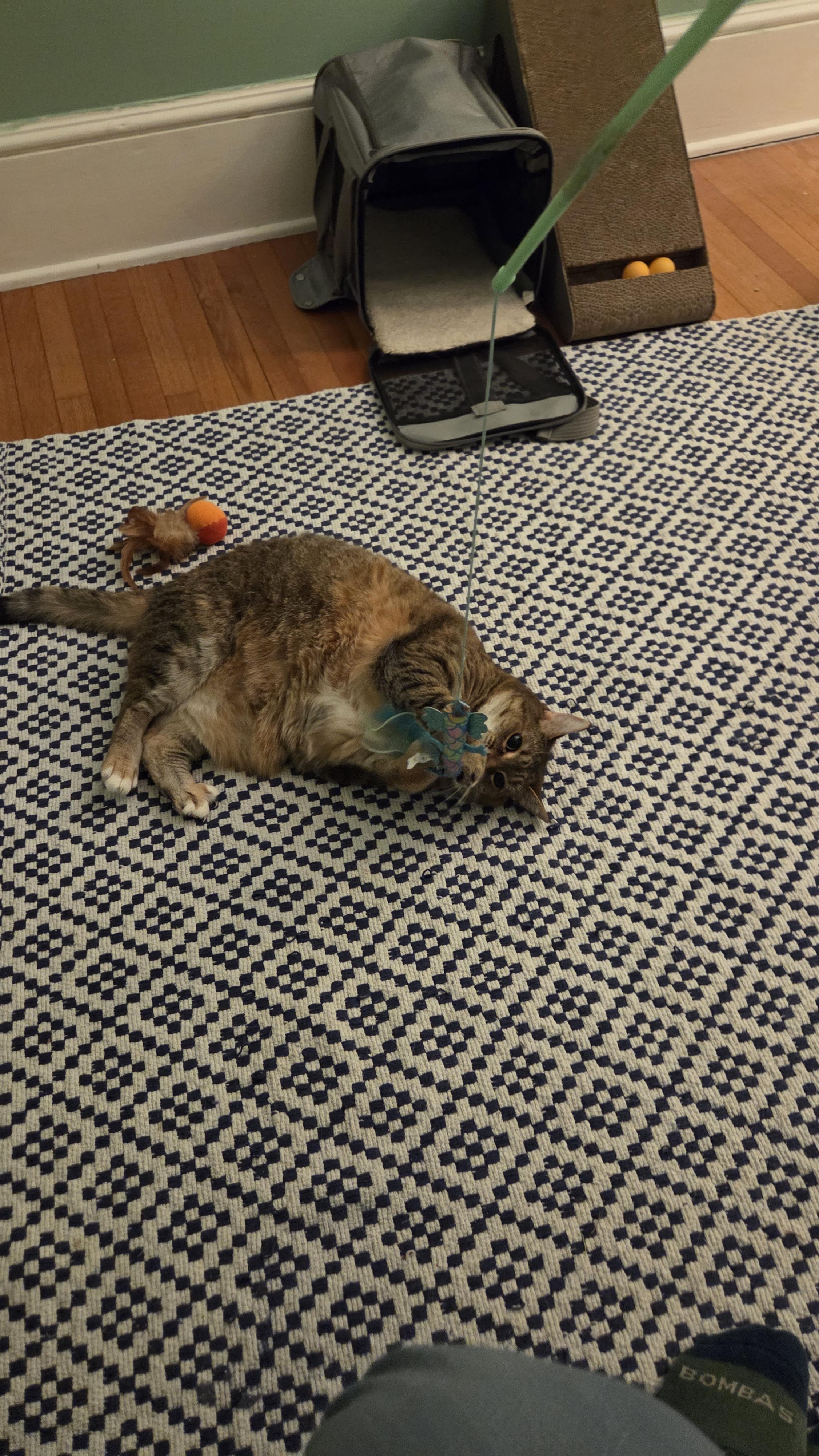 Brady, a ADOPTABLE Domestic Short Hair in Newburgh, NY image 3/3