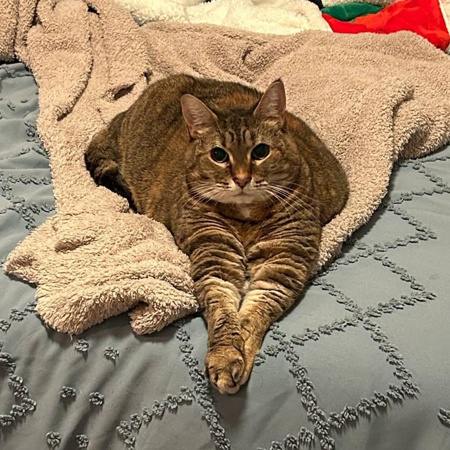 Brady, ADOPTABLE, Adult Female Domestic Short Hair.