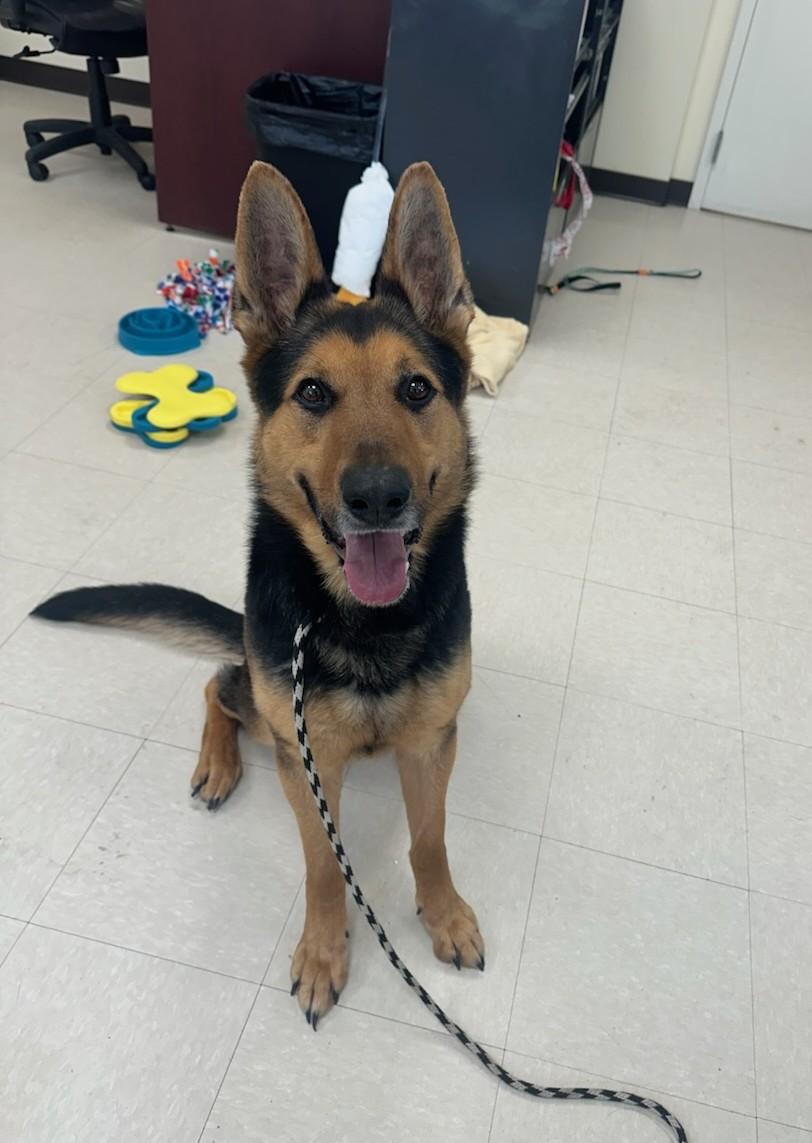JT Realmuto, ADOPTABLE, Adult Male German Shepherd Dog.