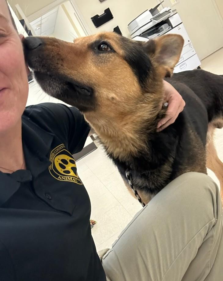 JT Realmuto, a ADOPTABLE German Shepherd Dog in Clayton, NJ image 2/2
