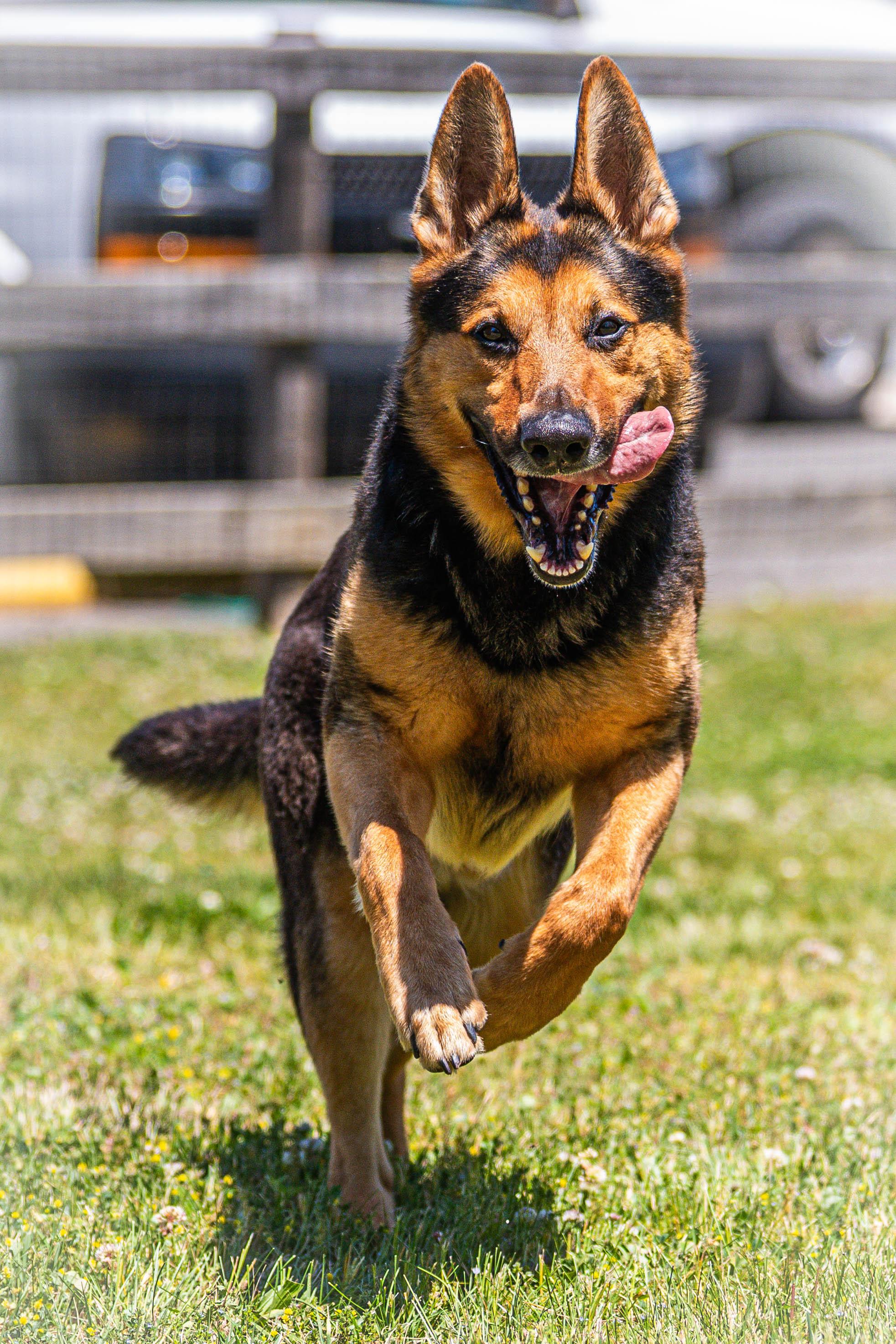 JT Realmuto, a ADOPTABLE German Shepherd Dog in Clayton, NJ image 2/3