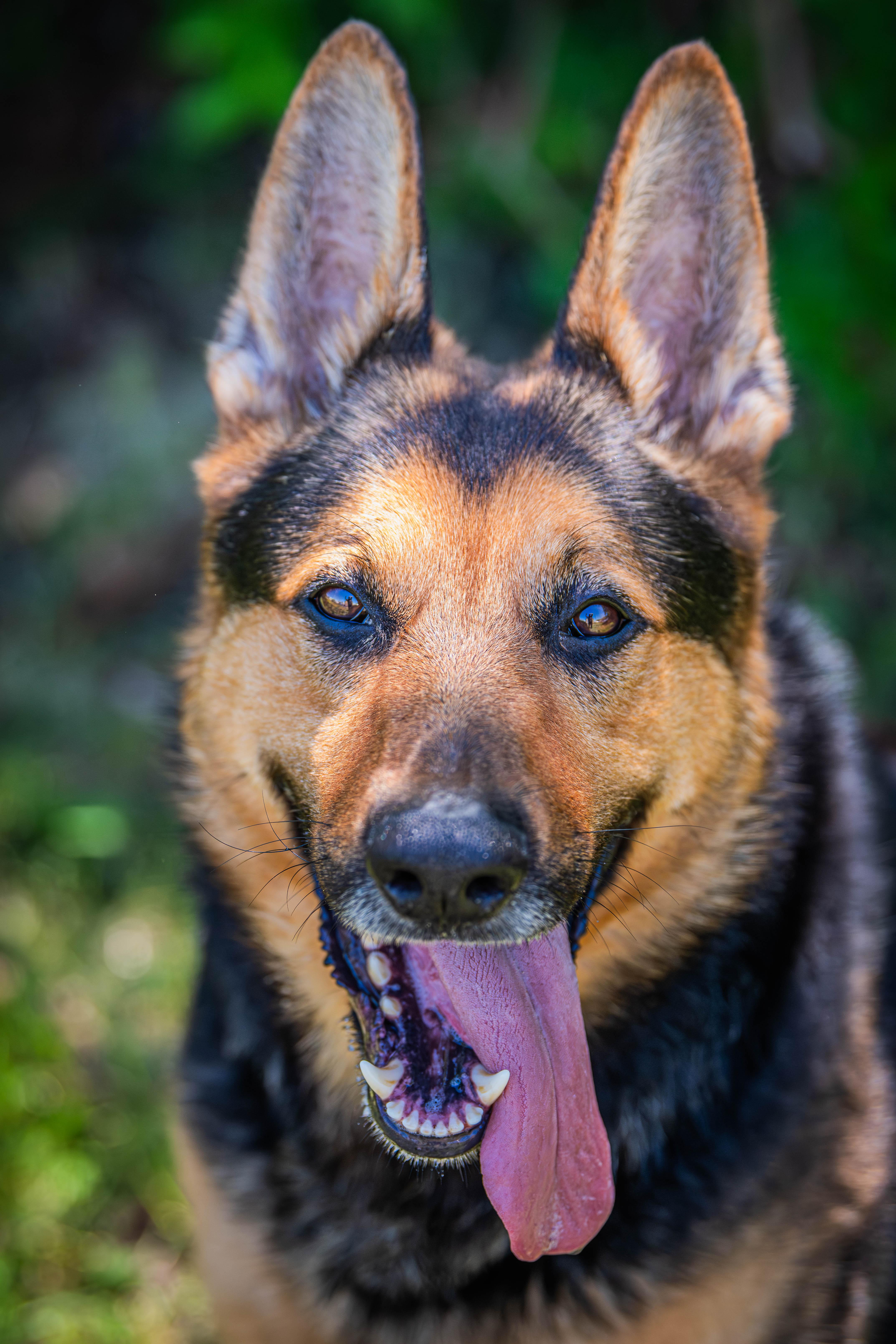 JT Realmuto, ADOPTABLE, Adult Male German Shepherd Dog.