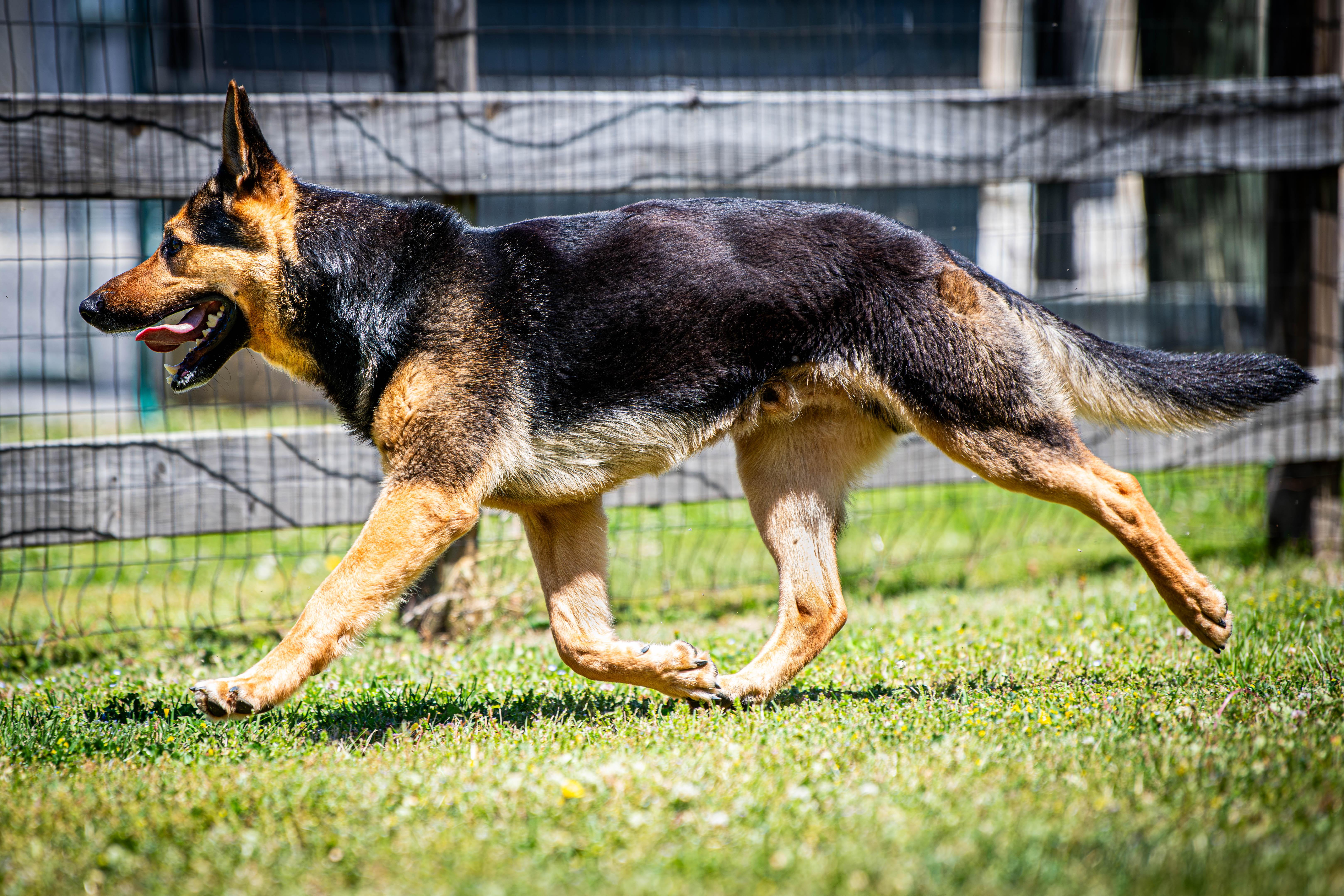 JT Realmuto, a ADOPTABLE German Shepherd Dog in Clayton, NJ image 3/3