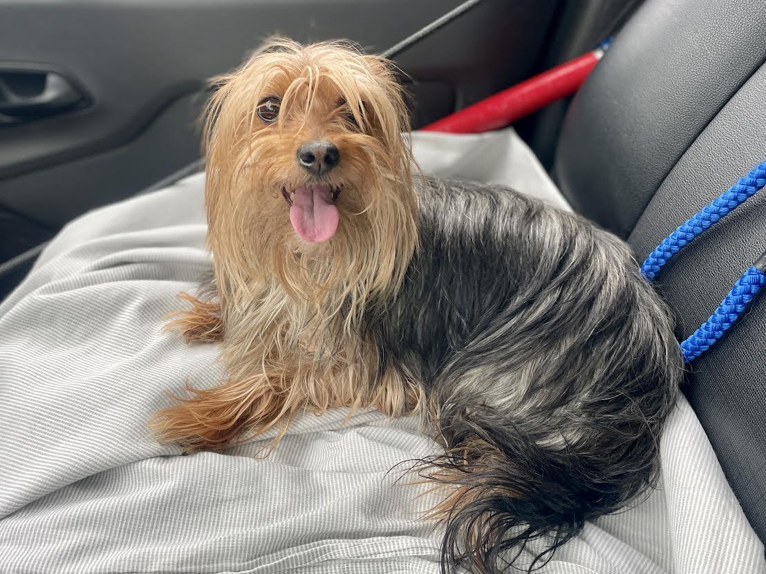 ANNE, Adoptable, Adult Female Yorkshire Terrier.