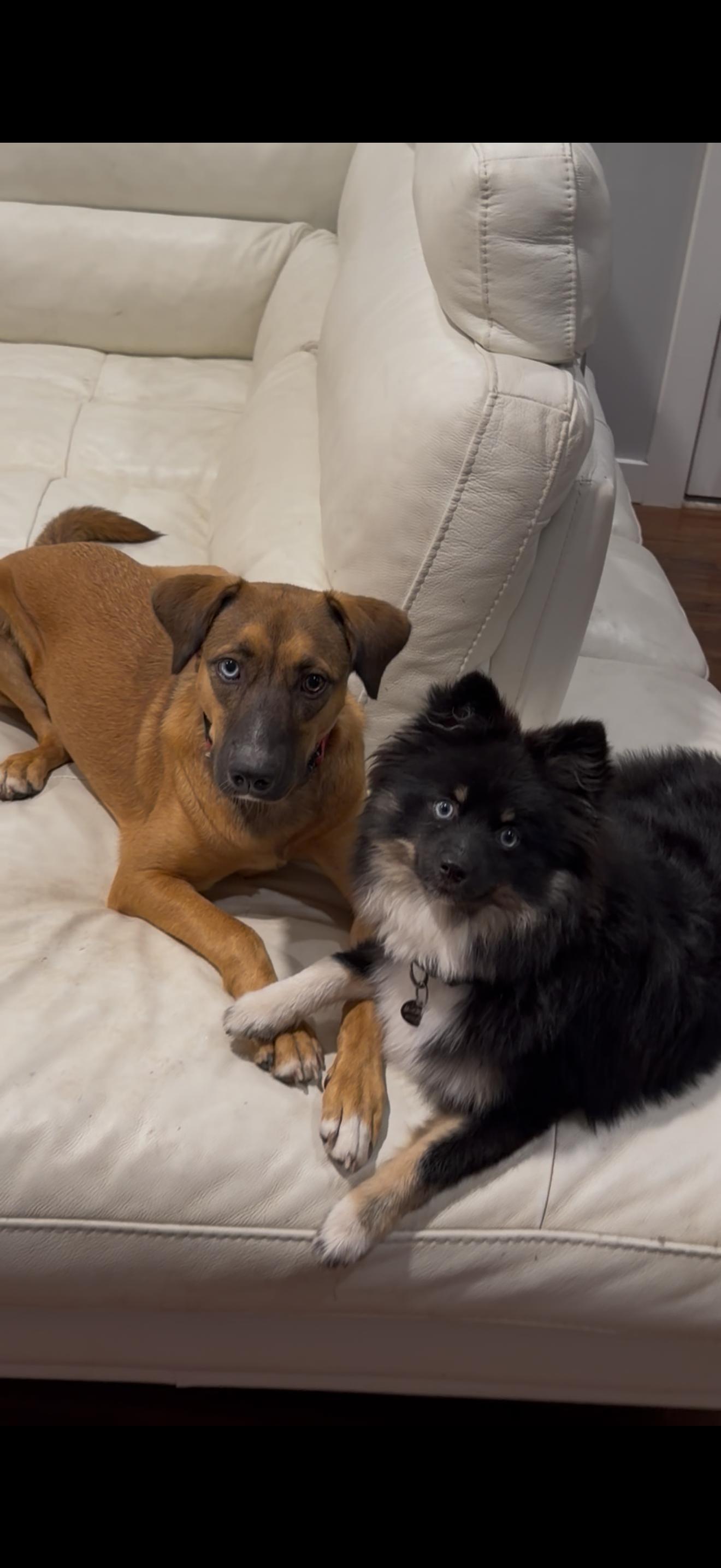 Enlarge Paisley, a Adoptable mixed breed in Lake Forest, IL image 2/5
