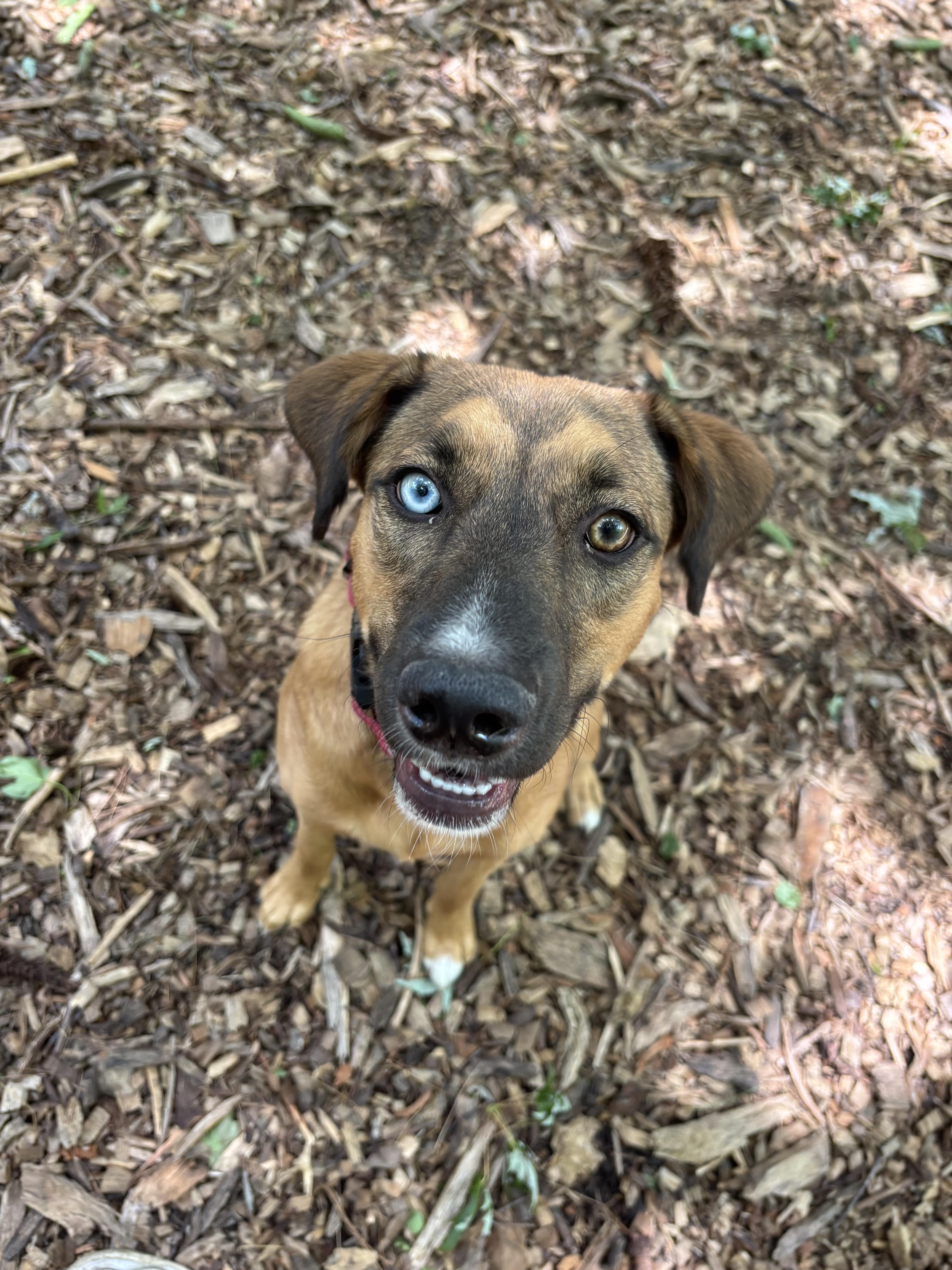 Enlarge Paisley, a Adoptable mixed breed in Lake Forest, IL image 4/5