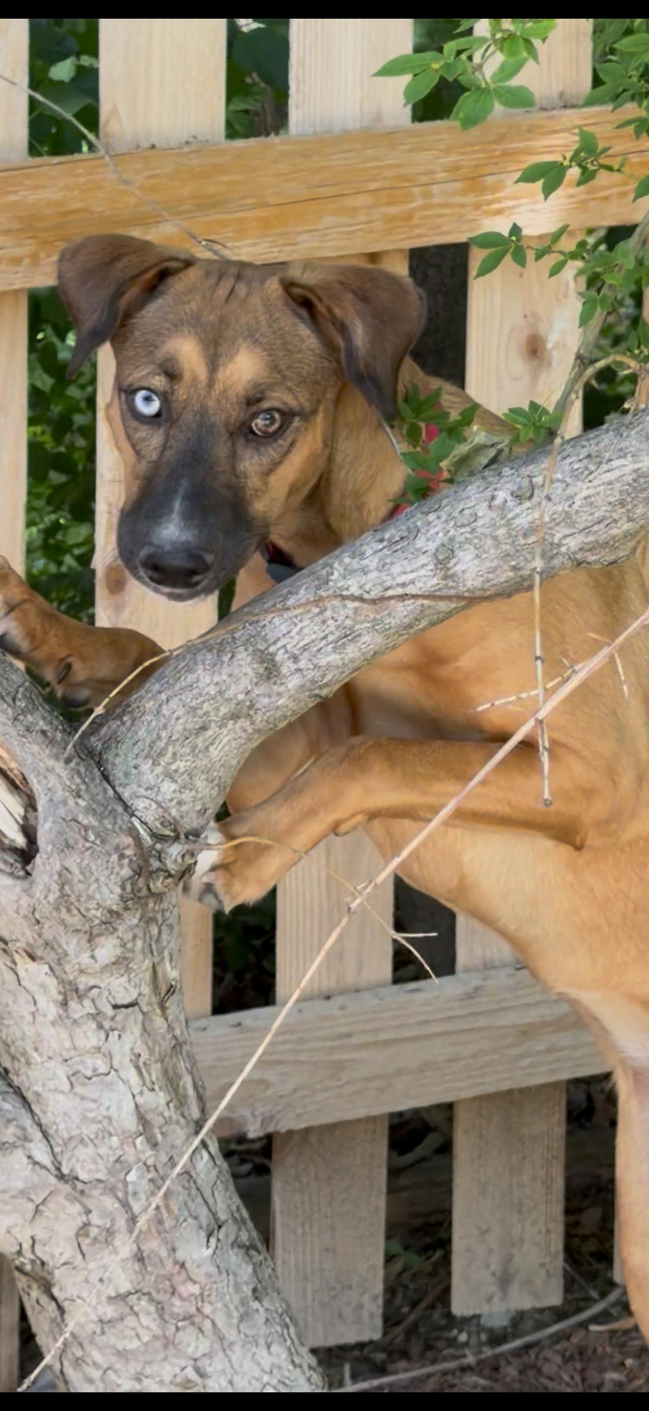 Enlarge Paisley, a Adoptable mixed breed in Lake Forest, IL image 5/5