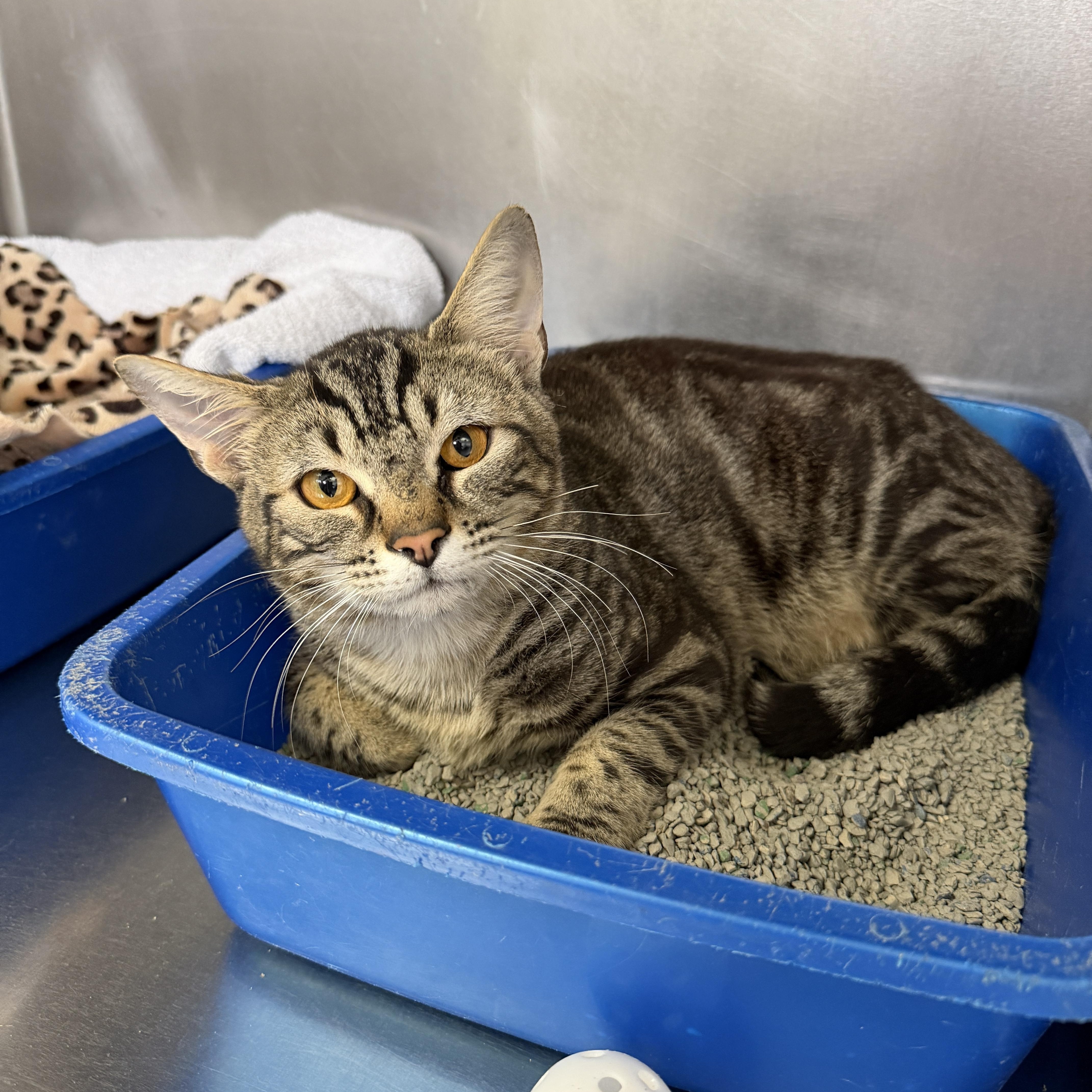 Enlarge Manny, a ADOPTABLE Domestic Short Hair in Wantagh, NY image 1/1