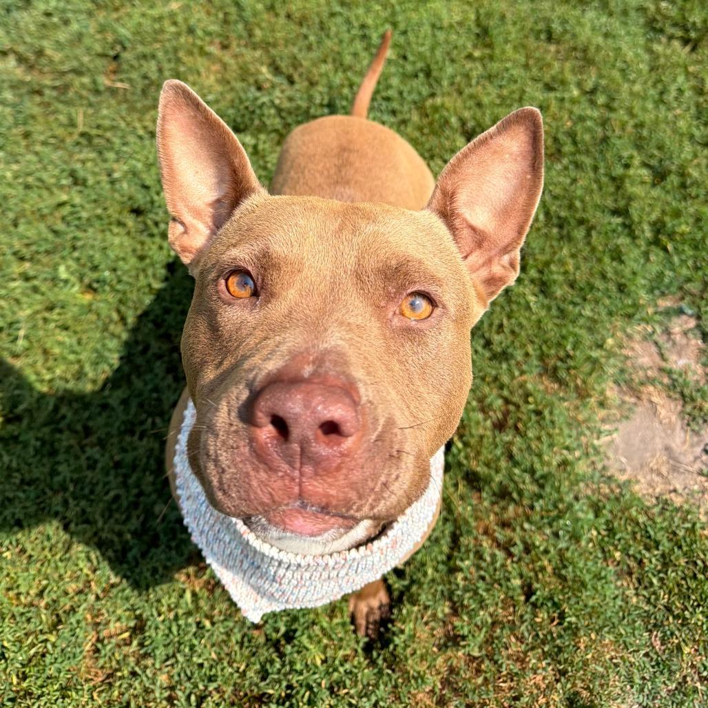 Mandi, Adoptable, Adult Female Pit Bull Terrier.
