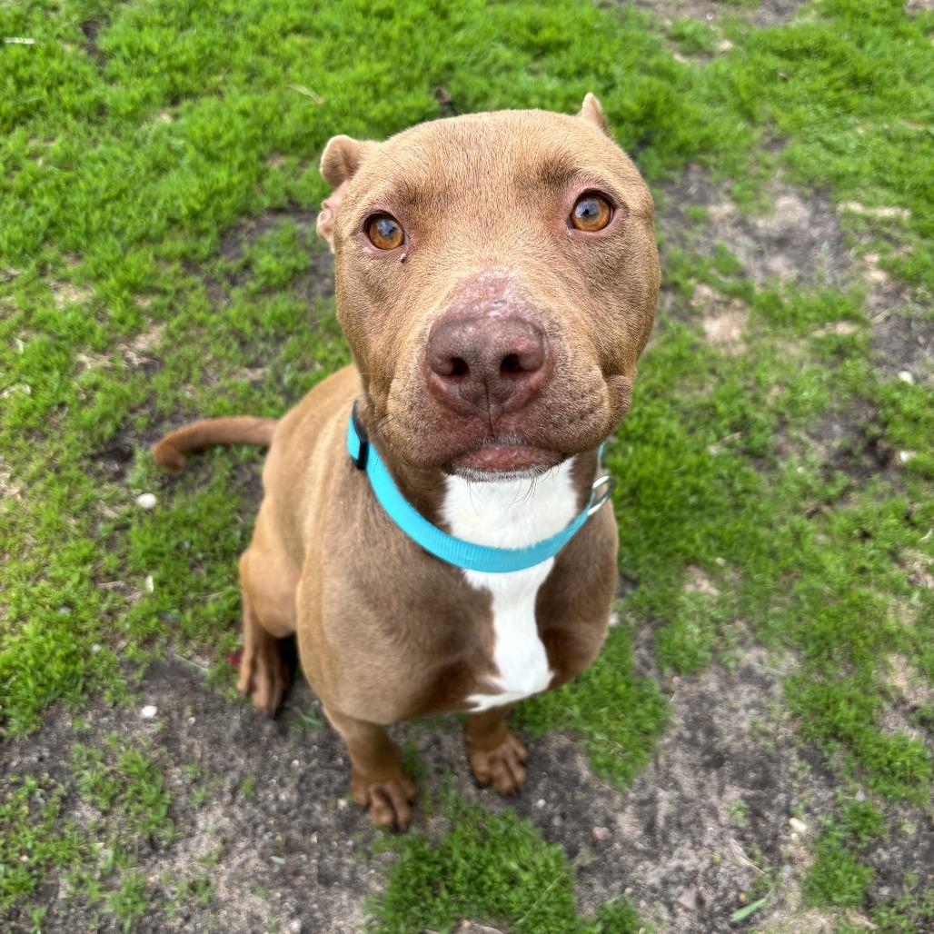 Mandi, Adoptable, Adult Female Pit Bull Terrier.