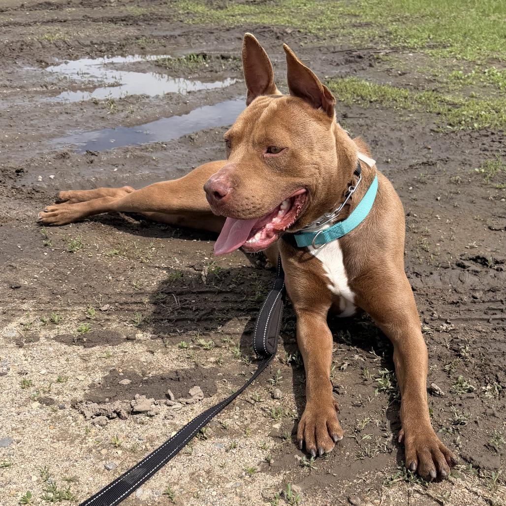 Enlarge Mandi, a Adoptable Pit Bull Terrier in Wadena, MN image 2/6