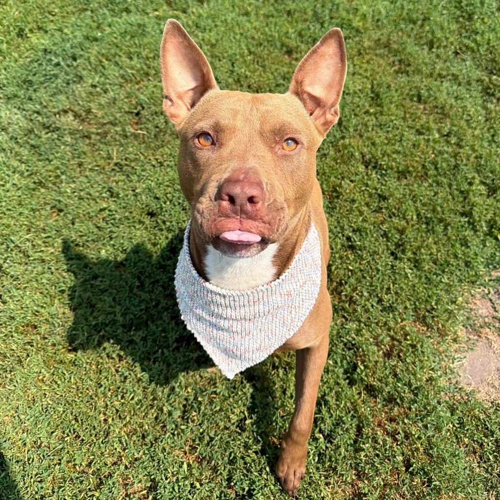 Mandi, a Adoptable Pit Bull Terrier in Wadena, MN image 3/6