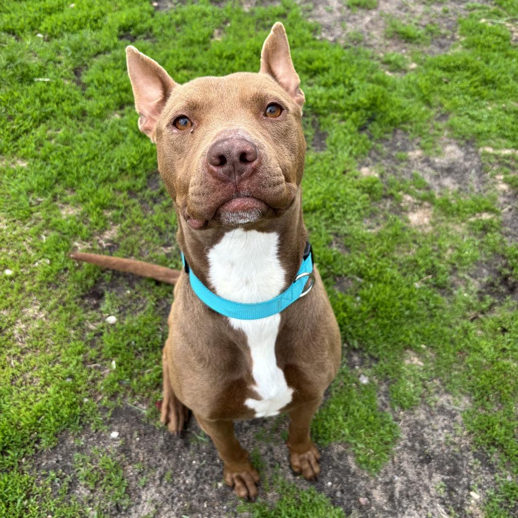 Enlarge Mandi, a Adoptable Pit Bull Terrier in Wadena, MN image 2/3