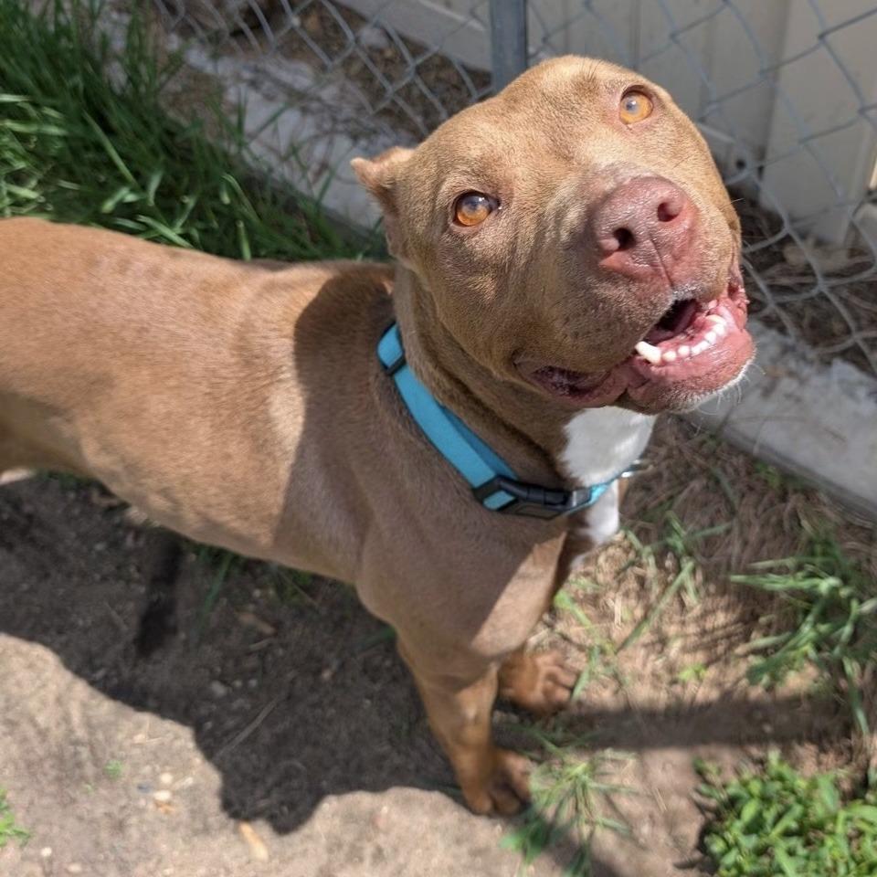 Mandi, a Adoptable Pit Bull Terrier in Wadena, MN image 5/6