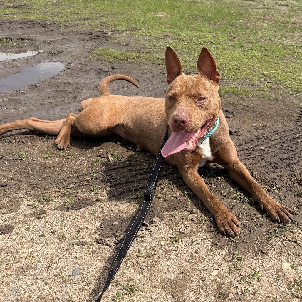 Enlarge Mandi, a Adoptable Pit Bull Terrier in Wadena, MN image 4/6