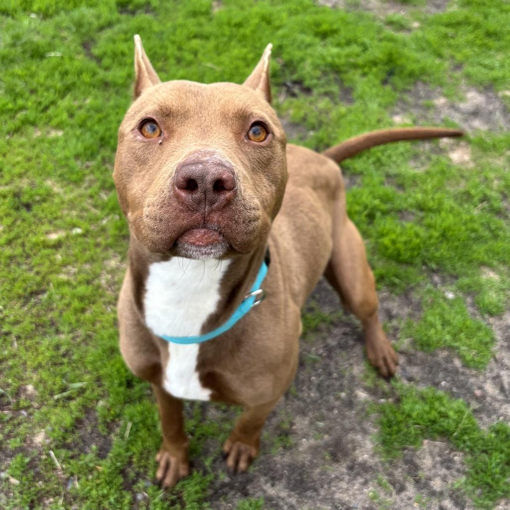 Enlarge Mandi, a Adoptable Pit Bull Terrier in Wadena, MN image 3/3