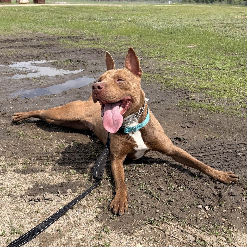 Enlarge Mandi, a Adoptable Pit Bull Terrier in Wadena, MN image 6/6