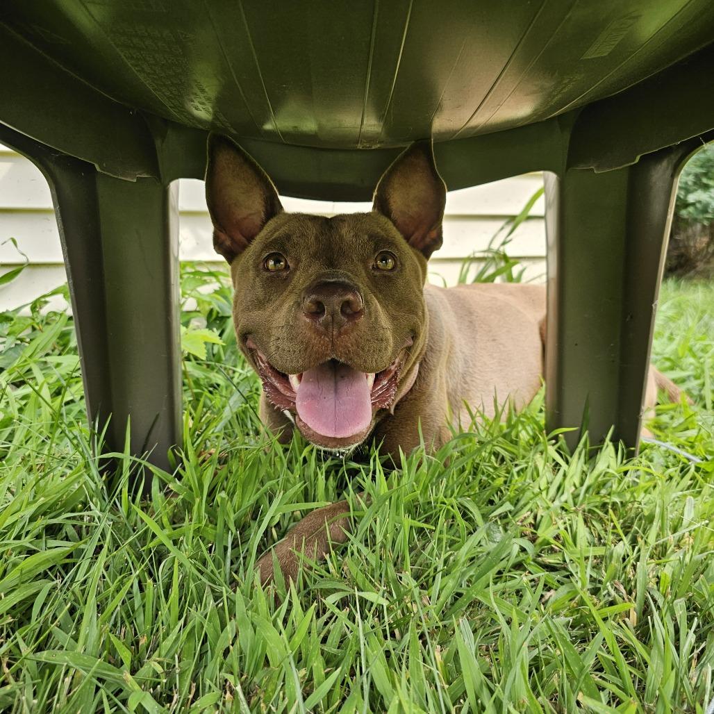 Enlarge Mandi, a Adoptable Pit Bull Terrier in Wadena, MN image 6/6