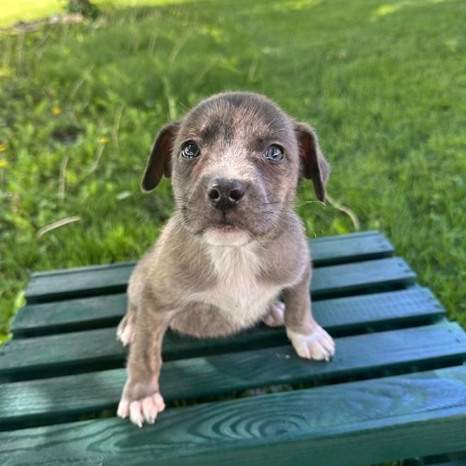 Enlarge Gibson, a Adoptable mixed breed in Irwin, PA image 1/1