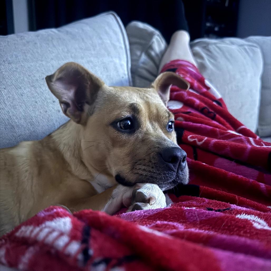 Cher, Adoptable, Young Female Pit Bull Terrier & Mixed Breed.
