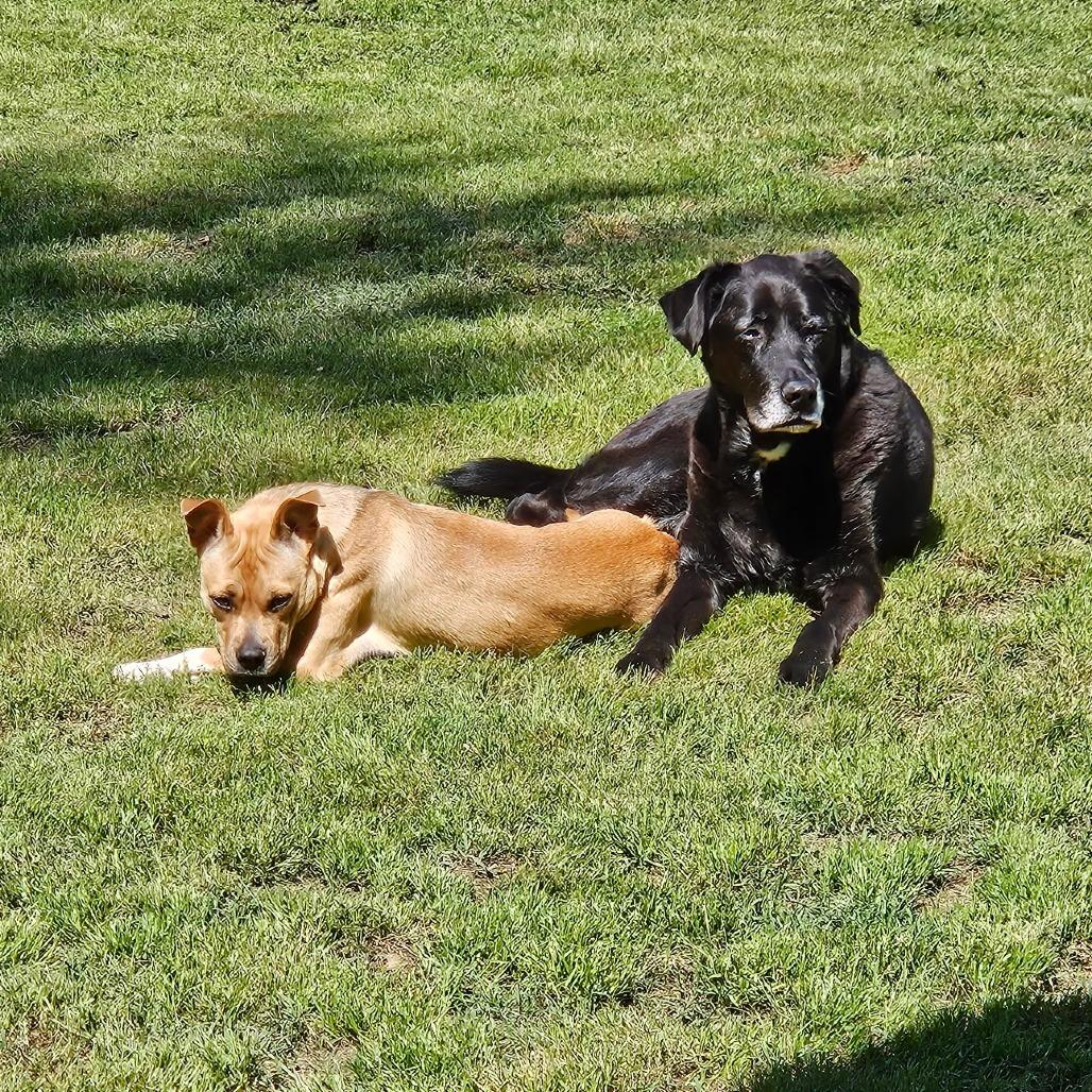 Enlarge Cher, a Adoptable mixed breed in Fayetteville, AR image 2/5