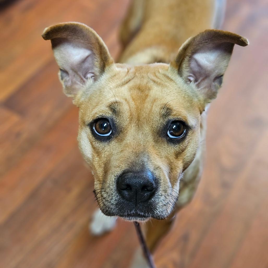 Enlarge Cher, a Adoptable mixed breed in Fayetteville, AR image 3/5