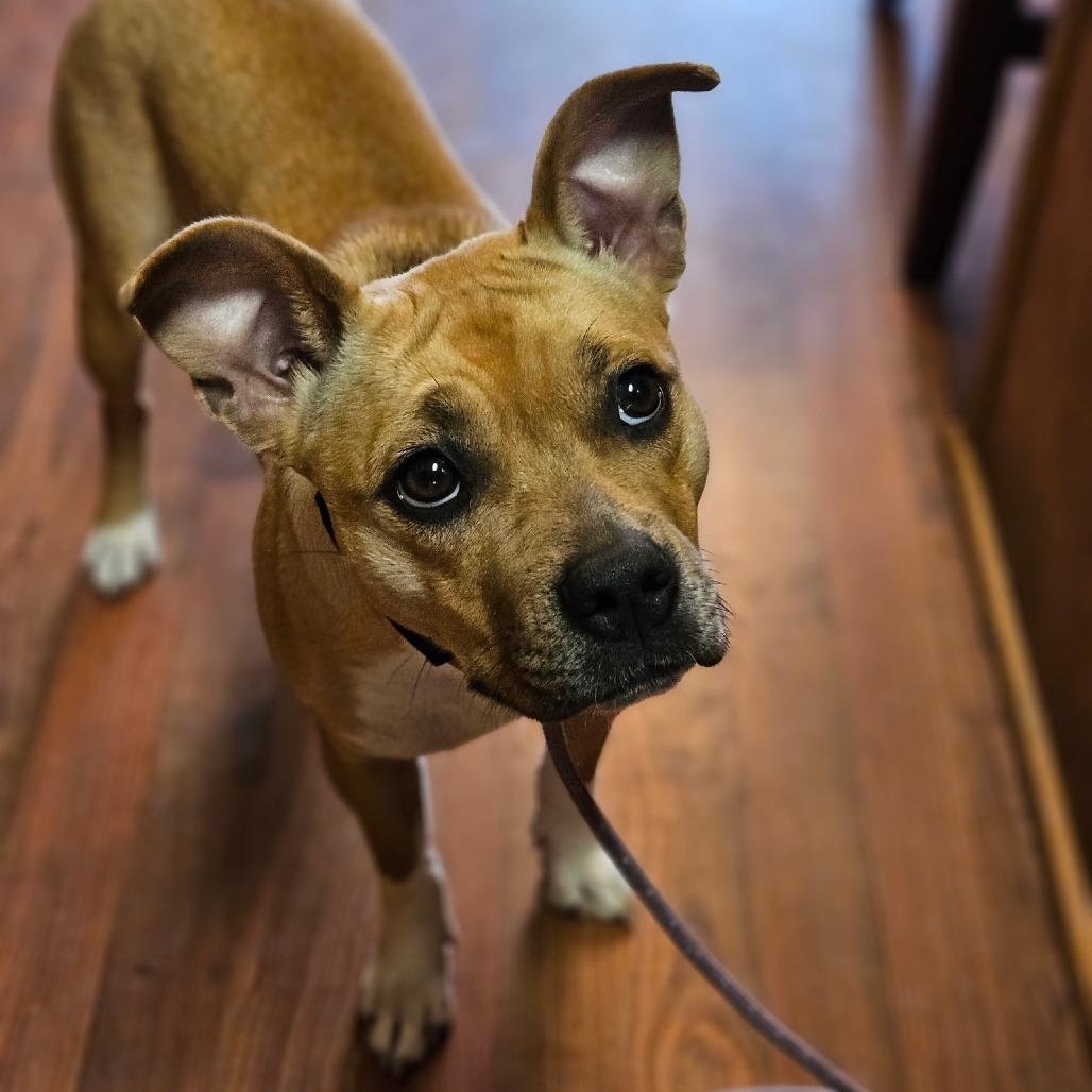 Enlarge Cher, a Adoptable mixed breed in Fayetteville, AR image 5/5