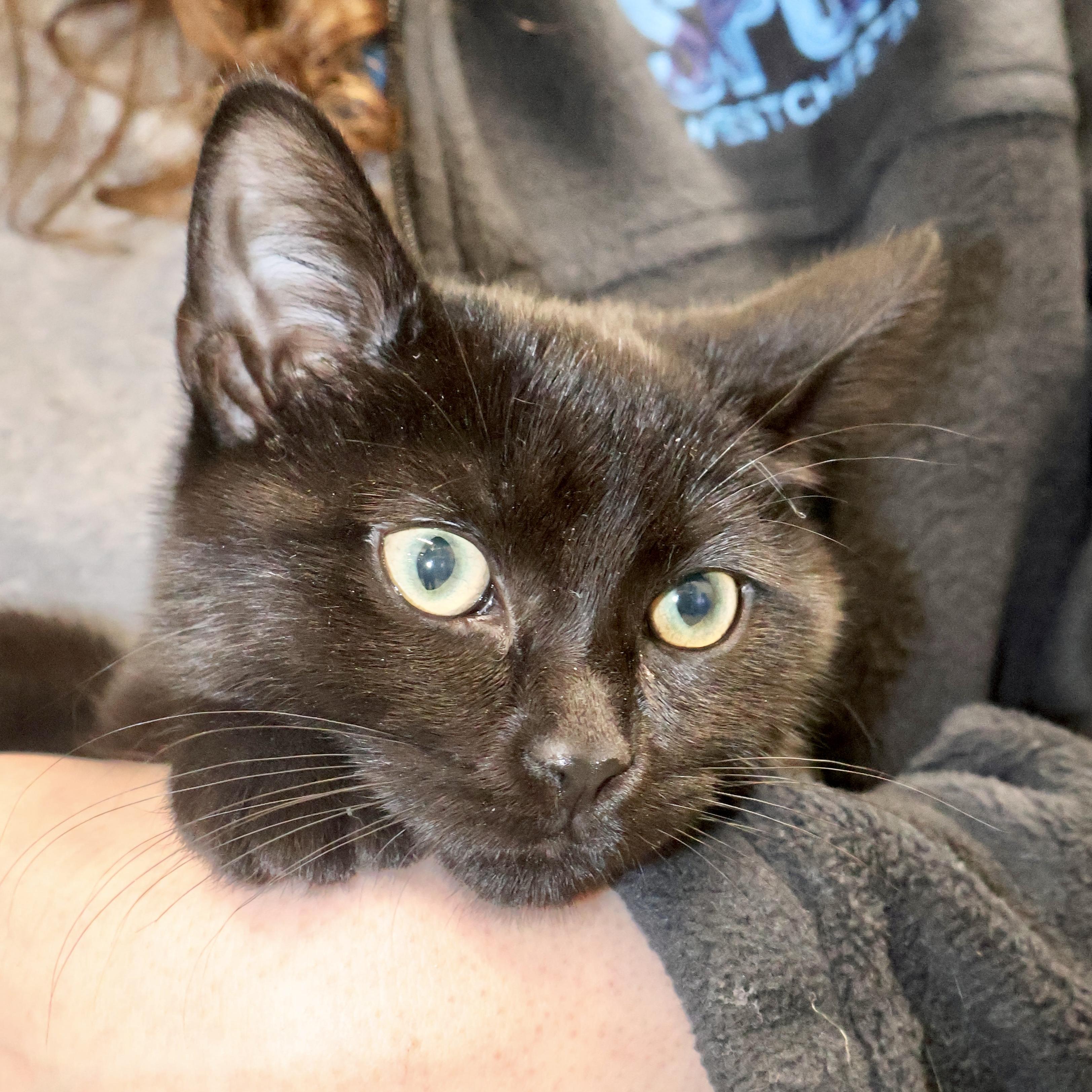 Justin, adopted, Kitten Male Domestic Short Hair.