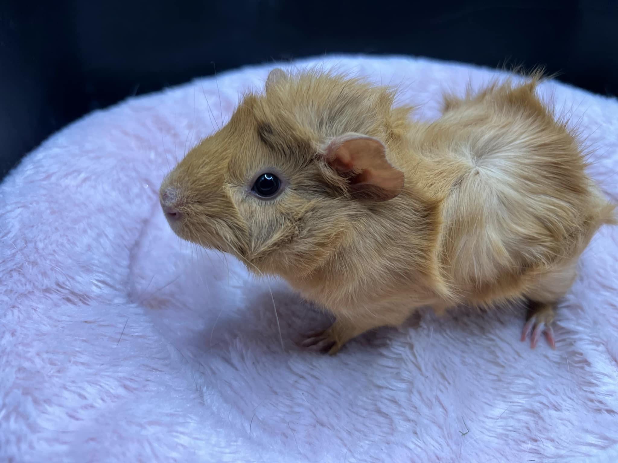 Velvet, Adopted, Baby Female Abyssinian.