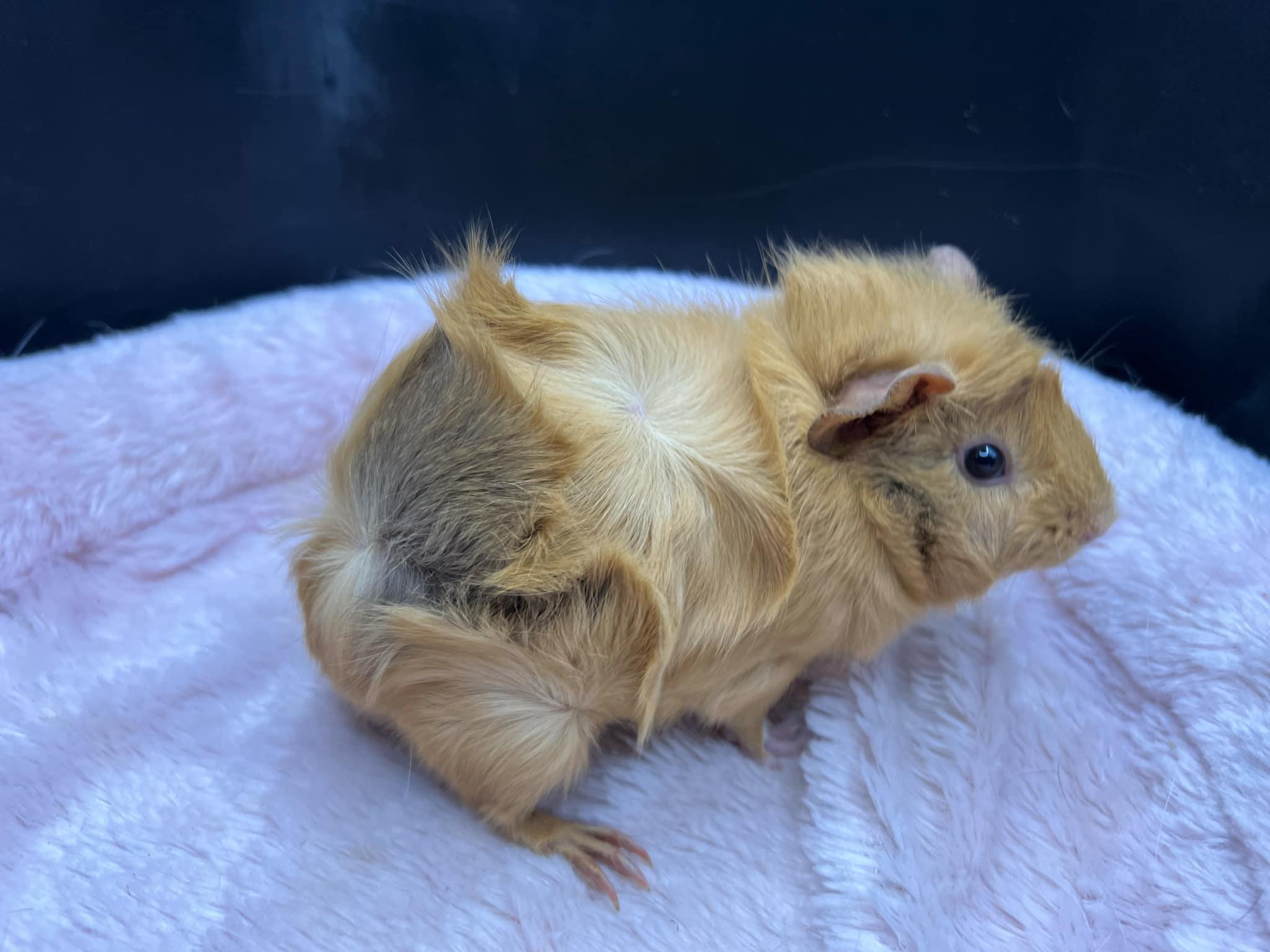 Velvet, a Adopted Abyssinian in Eagle River, AK image 2/2
