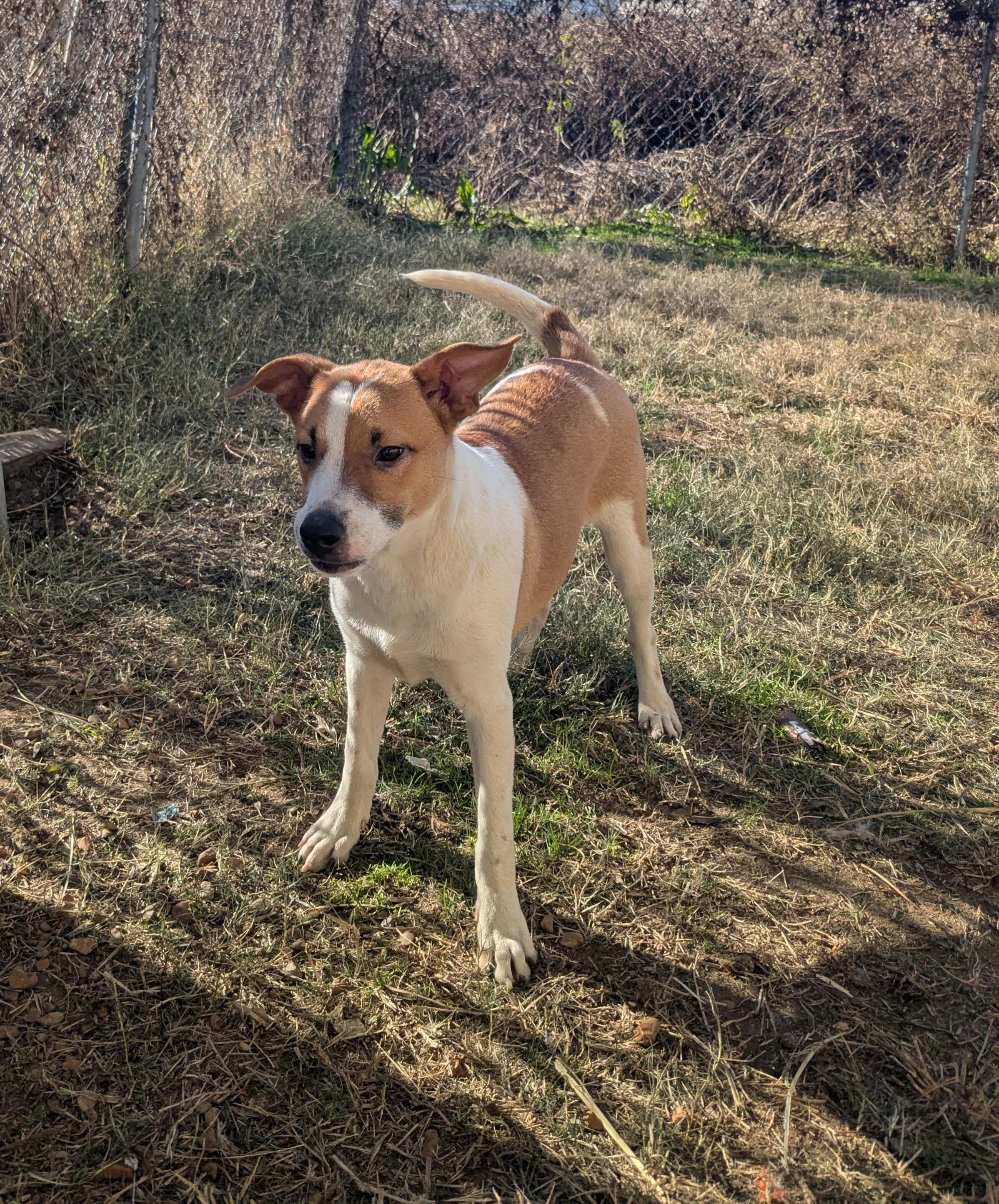 Rubble , a ADOPTABLE mixed breed in Newport, AR image 1/4